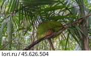 A tiny tarsier Tarsius syrichta lurked under a large green leaf on a tree branch during the day. Huge eyes, long tail, graceful fingers. Philippines. Bohol. Tarsier Conservation Area (2024 год). Стоковое фото, фотограф Вера Ивановна Кубарева / Фотобанк Лори