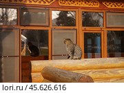 Кошка увидела свое отражение. Стоковое фото, фотограф Дмитрий Николаев / Фотобанк Лори