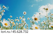 Breezy wildflower meadow under sunny blue sky with moving clouds and swaying daisies. Стоковое AI-видео, аниматор Sabyna75 / Фотобанк Лори