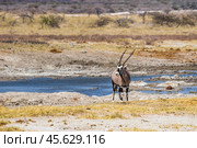 Антилопа орикс (Oryx gazella) у водопоя в африканской саванне. Сухой сезон в Африке. (2015 год). Стоковое фото, фотограф Анна Ефимова / Фотобанк Лори
