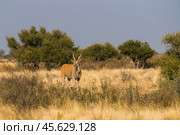 Антилопа канна (Taurotragus oryx) стоит среди высокой травы и деревьев в пустыне Калахари в Намибии (2014 год). Стоковое фото, фотограф Анна Ефимова / Фотобанк Лори