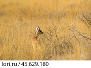 Молодая антилопа стенбок (Raphicerus campestris) стоит в высокой сухой траве (2014 год). Стоковое фото, фотограф Анна Ефимова / Фотобанк Лори