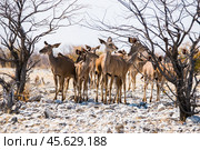 Группа самок антилопы куду (Tragelaphus strepsiceros) стоит между деревьев без листвы в высохшей зимней африканской саванне (2014 год). Стоковое фото, фотограф Анна Ефимова / Фотобанк Лори