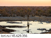 Жираф (Giraffa camelopardalis) пьёт воду на водопое Моринга в национальном парке Этоша в Намибии (2015 год). Стоковое фото, фотограф Анна Ефимова / Фотобанк Лори