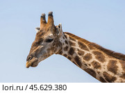 Голова и шея жирафа (Giraffa camelopardalis) на фоне неба (2014 год). Стоковое фото, фотограф Анна Ефимова / Фотобанк Лори