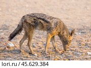 Черноспинный шакал (Canis mesomelas) ищет еду в засохшей африканской саванне зимой (2015 год). Стоковое фото, фотограф Анна Ефимова / Фотобанк Лори
