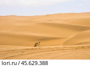 Одинокий шакал (Canis mesomelas) стоит в пустыне Намиб. Намибия, Африка. Стоковое фото, фотограф Анна Ефимова / Фотобанк Лори