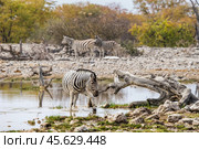 Бурчелловы, или саванные, зебры (Equus quagga) пьют на водопое Гоас в национальном парке Этоша в Намибии (2015 год). Редакционное фото, фотограф Анна Ефимова / Фотобанк Лори