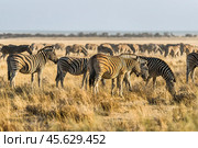 Табун саванных зебр (Equus quagga) на пастбище в сухой сезон. Равнинная африканская саванна с выгоревшей травой на закате. (2014 год). Стоковое фото, фотограф Анна Ефимова / Фотобанк Лори