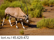 Антилопа орикс (Oryx gazella) идет по песку в пустыне (2014 год). Стоковое фото, фотограф Анна Ефимова / Фотобанк Лори