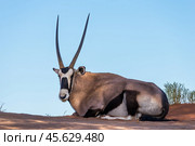 Портрет орикса (Oryx gazella), отдыхающего в тени на песке в пустыне Намиб в Намибии (2014 год). Стоковое фото, фотограф Анна Ефимова / Фотобанк Лори