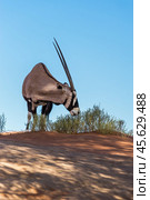 Антилопа орикс (Oryx gazella) пасётся в пустыне в Намибии на фоне голубого неба (2014 год). Стоковое фото, фотограф Анна Ефимова / Фотобанк Лори