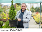 Cheerful elderly man in casual clothes holding pot with Cupressus Goldcrest Wilma during shopping in bazaar. Стоковое фото, фотограф Татьяна Яцевич / Фотобанк Лори