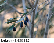 Ripe fruits of the olive tree. Стоковое фото, фотограф Irina Opachevsky / Фотобанк Лори
