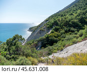 Olive tree branches with sea in the background. Стоковое фото, фотограф Фотограф / Фотобанк Лори