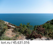 Olive tree branches with sea in the background. Стоковое фото, фотограф Фотограф / Фотобанк Лори
