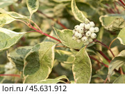 Cornus alba Argenteomarginata, Cornaceae, white and green leaves. Deren Argenteomarginata covered with snow, close-up. Стоковое фото, фотограф Татьяна Васильева / Фотобанк Лори