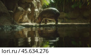 A pygmy hippo grazes near a calm pond surrounded by rocks and vegetation in a dimly lit naturalistic habitat. Стоковое видео, видеограф Igor Tichonow / Фотобанк Лори