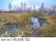 Первый снег на болоте. Стоковое фото, фотограф Александр Тараканов / Фотобанк Лори