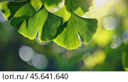 A vibrant close-up of Ginkgo biloba leaves with distinct fan-shaped patterns, bathed in sunlight against a blurred green natural background, symbolizing health and nature's beauty. Стоковое AI-видео, аниматор Igor Tichonow / Фотобанк Лори