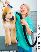 Hairdresser professional dries hair by fen dog fur Afghan hound dog in hairdresser for animal. Стоковое фото, фотограф Татьяна Яцевич / Фотобанк Лори