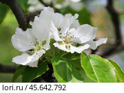 The apple tree is in blossom. Spring. Стоковое фото, фотограф Лариса Гордеева / Фотобанк Лори
