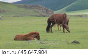 Grazing horses on mountain pastures in Mongolia. Стоковое видео, видеограф Михаил Коханчиков / Фотобанк Лори