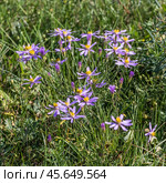 Galatella angustissima (Tausch) Novopokr. (семейство Asteraceae) - Солонечник узколистный. Цветущее растение. Стоковое фото, фотограф Евгений Мухортов / Фотобанк Лори