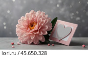 Minimalism. A beautiful pale pink flower on a gray background. The concept of Valentine's Day, Mother's Day and Women's Day. A copy of the space for the text. Стоковое AI-изображение, AI-художник Photojuli / Фотобанк Лори