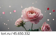 Minimalism. A beautiful pale pink flower on a gray background. The concept of Valentine's Day, Mother's Day and Women's Day. A copy of the space for the text. Стоковое AI-изображение, AI-художник Photojuli / Фотобанк Лори