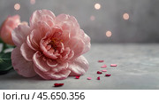 Minimalism. A beautiful pale pink flower on a gray background. The concept of Valentine's Day, Mother's Day and Women's Day. A copy of the space for the text. Стоковое AI-изображение, AI-художник Photojuli / Фотобанк Лори