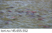 Spawning sockeye salmon. Стоковое видео, видеограф Михаил Коханчиков / Фотобанк Лори