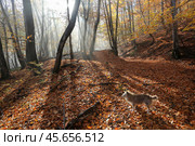 Собака в осеннем лесу. Стоковое фото, фотограф Яна Королёва / Фотобанк Лори