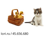 Ducklings in a basket and a kitten on a white background. Стоковое фото, фотограф Ласточкин Евгений / Фотобанк Лори