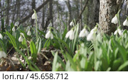 White snowdrops in the early spring in the forest. Beautiful footage of galanthus commonly known as snowdrop. HLG BT.2020. Стоковое фото, фотограф svetograph / Фотобанк Лори