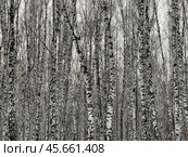 Берёзовая роща в зимнее время. Редакционное фото, фотограф Рустам Солтукием / Фотобанк Лори