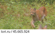 The Eurasian lynx (Lynx lynx) in the forest. Стоковое видео, видеограф Андрей Армягов / Фотобанк Лори