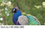 Peacocks sitting on branch in forest. Стоковое видео, видеограф Михаил Коханчиков / Фотобанк Лори