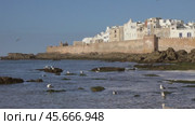 Walled city of Essaouira in Morocco and seagulls (2018 год). Стоковое видео, видеограф Михаил Коханчиков / Фотобанк Лори