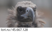Cinereous vulture (Aegypius monachus) is a large raptorial bird that is distributed through much of temperate Eurasia. It is also known as the black vulture, monk or Eurasian black vulture. Стоковое видео, видеограф Андрей Армягов / Фотобанк Лори
