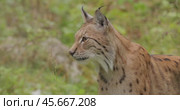 The Eurasian lynx (Lynx lynx) in the forest. Стоковое видео, видеограф Андрей Армягов / Фотобанк Лори