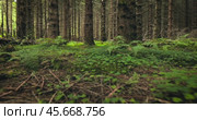 View of the Forest in Norway. Beautiful nature of Norway. The camera moves from the first person through the thicket of a pine forest. Стоковое видео, видеограф Андрей Армягов / Фотобанк Лори