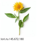 Yellow flower of false sunflower showing stem and leaves on white background. Стоковое AI-изображение, AI-художник Иван Рябоконь / Фотобанк Лори