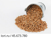 Wheat grains spilling out of bucket. Стоковое фото, фотограф Александр Собко / Фотобанк Лори