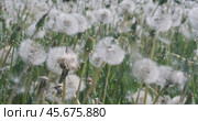 Fluffy Seeds dandelions Flying Over the Clearing. Стоковое видео, видеограф Андрей Армягов / Фотобанк Лори