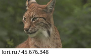 The Eurasian lynx (Lynx lynx) in the forest. Стоковое видео, видеограф Андрей Армягов / Фотобанк Лори