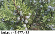 Juniperus excelsa with blue berries, Greek juniper, evergreen branch of a tree, bright close-up view of the sea. Стоковое видео, видеограф svetograph / Фотобанк Лори