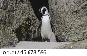 One little African penguin on sandy beach hiding between rocks. Spheniscus demersus or jackass penguin. Colony on Boulders Beach Nature Reserve in Simon's Town in South Africa. Wildlife nature birds. Стоковое видео, видеограф Vladimir / Фотобанк Лори