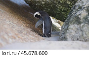 One little African penguin on sandy beach hiding between rocks. Spheniscus demersus or jackass penguin. Colony on Boulders Beach Nature Reserve in Simon's Town in South Africa. Wildlife nature birds. Стоковое видео, видеограф Vladimir / Фотобанк Лори
