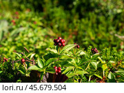 The berries on the Swedish deren bush grow in the tundra. Close-up of Cornus suecica berries. Стоковое фото, фотограф Глущенко Елена / Фотобанк Лори